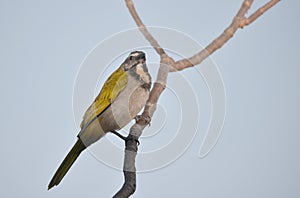 Buff-throated saltator Saltator maximus