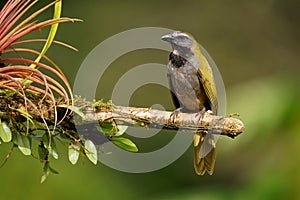 Buff-throated Saltator - Saltator maximus seed-eating bird in the tanager family Thraupidae. It breeds from Mexico to Ecuador and