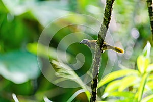 buff-throated Saltator (Saltator maximus), taken in Costa Rica