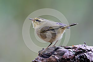 Buff-throated Warbler Phylloscopus subaffinis Cute Birds of Thailand