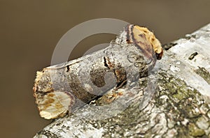 Buff-tip Moth