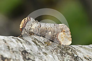 Buff-tip Moth