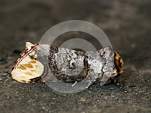 Buff-tip moth - macro, Phalera bucephala
