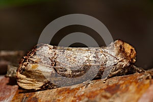 Buff-tip moth