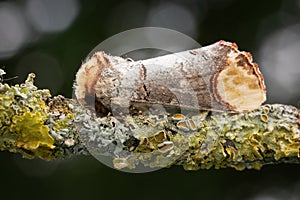 Buff-tip (phalera bucephala), Belgium