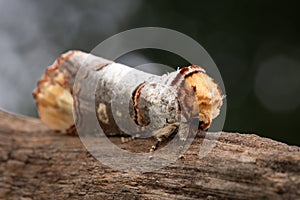 Buff-tip (phalera bucephala), Belgium