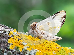 Buff-tip Phalera bucephala moth on old tree