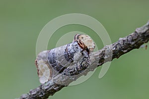 The buff-tip sitting on pine twig