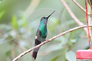 Buff-winged Starfrontlet