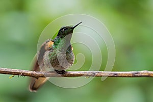 Buff-winged Starfrontlet - Coeligena lutetiae