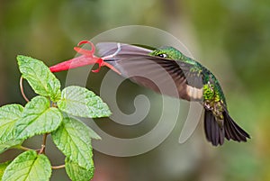 Buff-winged Starfrontlet - Coeligena lutetiae