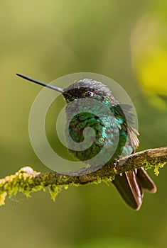 Buff-winged Starfrontlet - Coeligena lutetiae