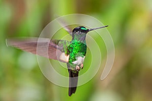 Buff-winged Starfrontlet - Coeligena lutetiae