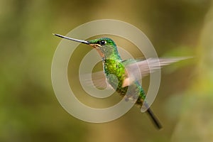 Buff-winged Starfrontlet - Coeligena lutetiae photo