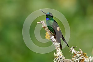 Buff-winged Starfrontlet - Coeligena lutetiae  hummingbird in the brilliants, tribe Heliantheini in subfamily Lesbiinae, found in