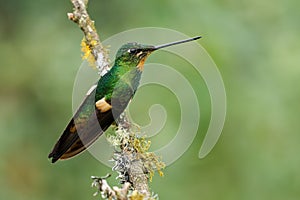 Buff-winged Starfrontlet - Coeligena lutetiae  hummingbird in the brilliants, tribe Heliantheini in subfamily Lesbiinae, found in