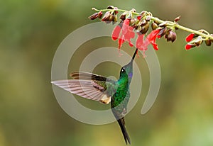 Buff-winged Starfrontlet - Coeligena lutetiae  hummingbird in the brilliants, tribe Heliantheini in subfamily Lesbiinae, found in