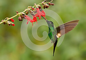 Buff-winged Starfrontlet - Coeligena lutetiae  hummingbird in the brilliants, tribe Heliantheini in subfamily Lesbiinae, found in photo