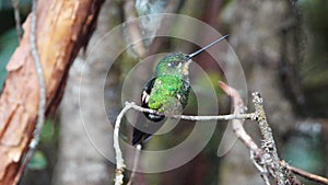 Buff-winged starfrontlet hummingbird