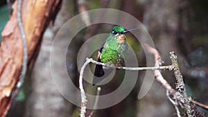 Buff-winged starfrontlet hummingbird