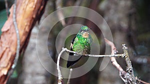 Buff-winged starfrontlet hummingbird