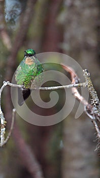 Buff-winged starfrontlet hummingbird