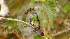 Buff-winged starfrontlet hummingbird