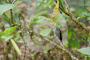 Buff-winged starfrontlet hummingbird or colibri sitting on twig . Background blurred or out of focus. Location: Mindo Lindo,