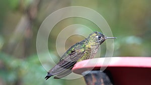 Buff-winged starfrontlet hummingbird in Yanacocha Reserve