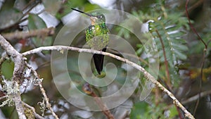 Buff-winged starfrontlet hummingbird in Yanacocha Reserve