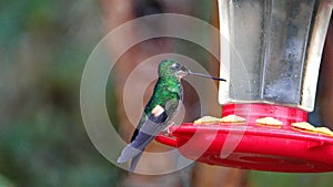 Buff-winged starfrontlet hummingbird in Yanacocha Reserve