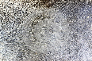 buffallo skin background