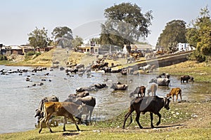 Buffallos and cattle coming to water