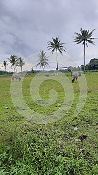Buffallos under the cloud