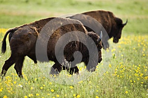 Buffalo