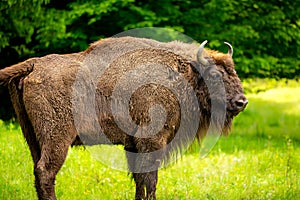 Buffalo