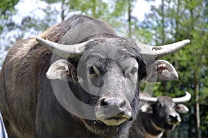 Buffalo