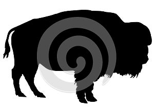 Buffalo