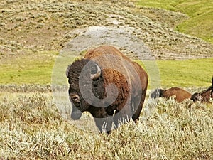 Buffalo photo