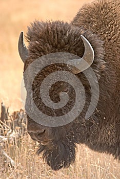 Buffalo