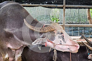 Buffalo abnormal white eyes pink body