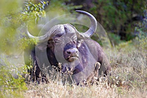 Buffalo in Addo National Park - South Africa