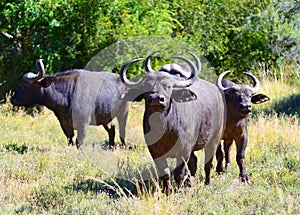 Buffalo in Addo National Park - South Africa