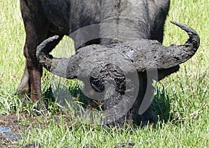 Buffalo in Africa