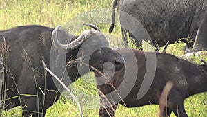 Buffalo in African Meadows