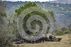 Buffalo in Akagera National Park, Rwanda.