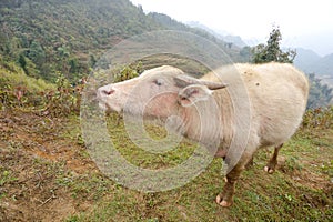 Buffalo albino