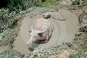 Buffalo albino