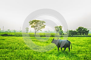 Buffalo animal on farmland with green grass backgrounds on countyside, Thailand