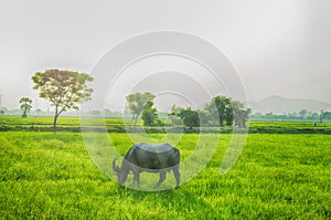 Buffalo animal on farmland with sunlights on evening time backgrounds on countyside, Thailand